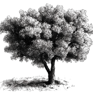 Vos chênes truffiers