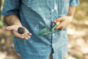 Producteur de truffes